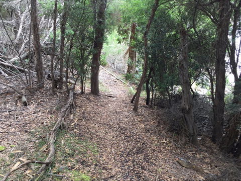 The Lady Barron Foreshore Walk - Yamba Accommodation 1