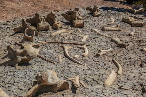 Australian Age Of Dinosaurs - Yamba Accommodation 2