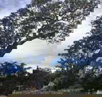Bilston's Tree - Yamba Accommodation