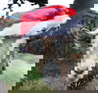 Bream Creek Farmers Market - Yamba Accommodation