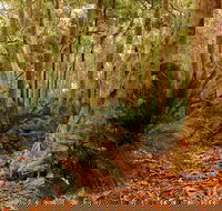 Burrawang Walking Track - Yamba Accommodation