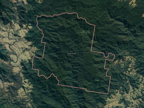 Dingo Forest - Yamba Accommodation 0