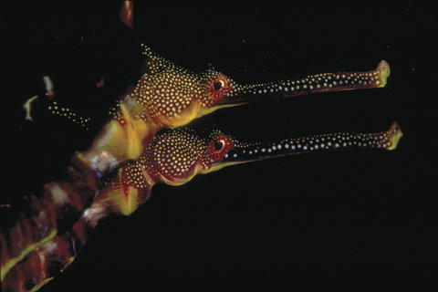 Eagle Rock Marine Sanctuary - Yamba Accommodation 0