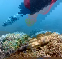 Geoffrey Bay Snorkel Trail - Yamba Accommodation