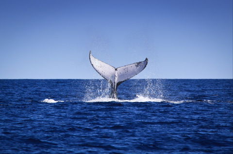 Humpback Whales - Yamba Accommodation 0