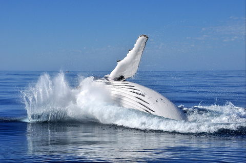 Humpback Whales - Yamba Accommodation 1