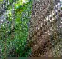 Murray Scrub walking track - Yamba Accommodation