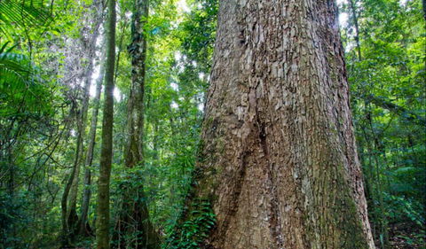 Murray Scrub Walking Track - Yamba Accommodation 0