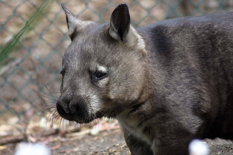 Peel Zoo - Yamba Accommodation 0