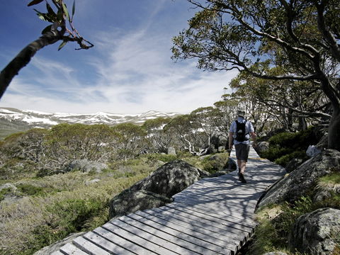 Snow Gums Boardwalk - Yamba Accommodation 0