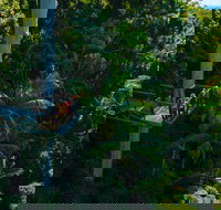 Tamborine Rainforest Skywalk - Yamba Accommodation