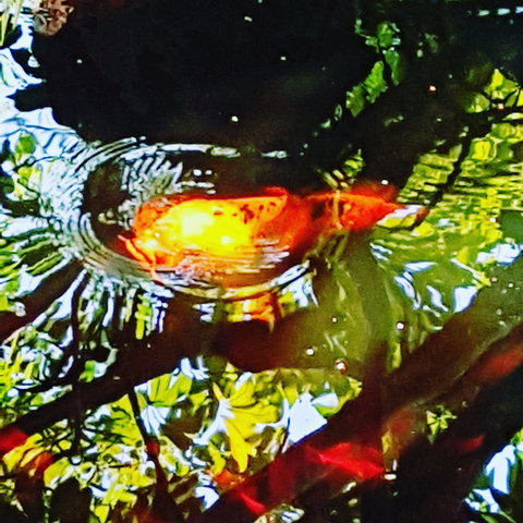 The Fernery At Diamond Waters - Yamba Accommodation 2