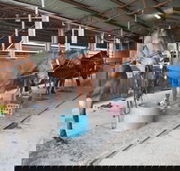 The Equine Club - Yamba Accommodation