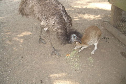 Small Group Blue Mountains, Featherdale, Lunch & Cruise Day Tour - Yamba Accommodation 3