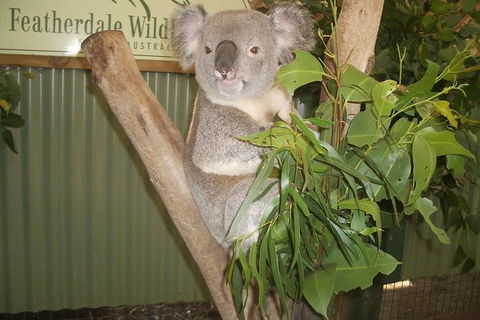 Small Group Blue Mountains, Featherdale, Lunch & Cruise Day Tour - Yamba Accommodation 8