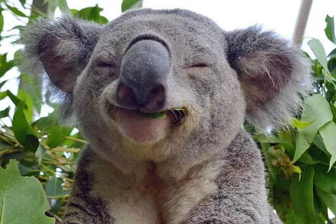 Small Group Blue Mountains, Featherdale, Lunch & Cruise Day Tour - Yamba Accommodation 10