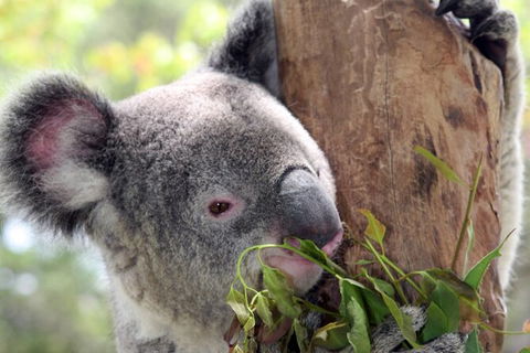 Private 10-hour Tour To Blue Mountains From Sydney - Hotel Pick Up & Drop Off - Yamba Accommodation 2
