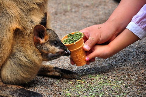 Blue Mountains Highlights & Wildlife Park - Yamba Accommodation 3