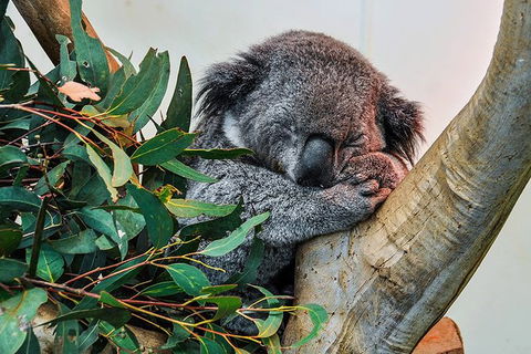 Blue Mountains Highlights & Wildlife Park - Yamba Accommodation 1