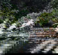 Everglades Eco Safari to Australia's Everglades - Yamba Accommodation