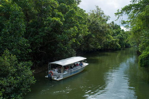 Daintree Rainforest, Cape Tribulation And Bloomfield Track Small Group Tour - Yamba Accommodation 5