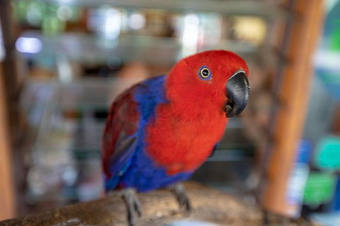 Daintree Rainforest, Cape Tribulation And Bloomfield Track Small Group Tour - Yamba Accommodation 14