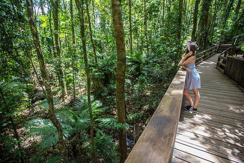 Daintree Rainforest, Cape Tribulation And Bloomfield Track Small Group Tour - Yamba Accommodation 3