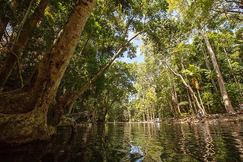 Daintree Rainforest, Cape Tribulation And Bloomfield Track Small Group Tour - Yamba Accommodation 7