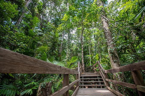 Daintree Rainforest, Cape Tribulation And Bloomfield Track Small Group Tour - Yamba Accommodation 13
