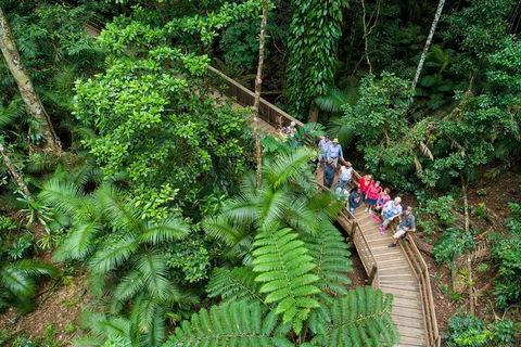 Daintree Rainforest, Cape Tribulation And Bloomfield Track Small Group Tour - Yamba Accommodation 0