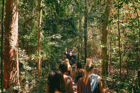 Atherton Tablelands Waterfalls And Rainforest Day Tour Departing Cairns - Yamba Accommodation 10