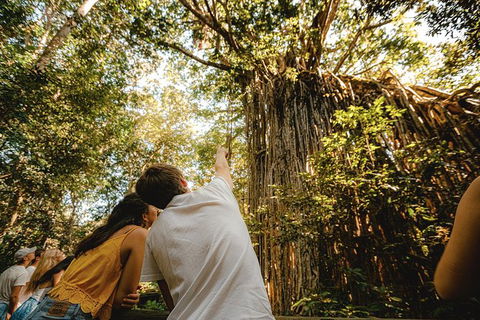 Atherton Tablelands Waterfalls And Rainforest Day Tour Departing Cairns - Yamba Accommodation 1