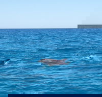 Noosa Wild Dolphin Safari - Yamba Accommodation