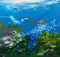 Full Day Snorkel In The Great Barrier Reef - Yamba Accommodation