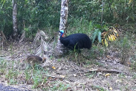 Daintree Luxury Limousine Tour - Full Day - Yamba Accommodation 8