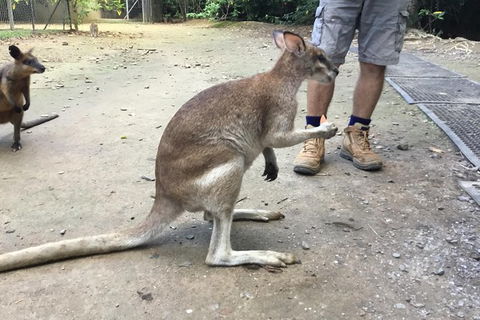Daintree Luxury Limousine Tour - Full Day - Yamba Accommodation 10