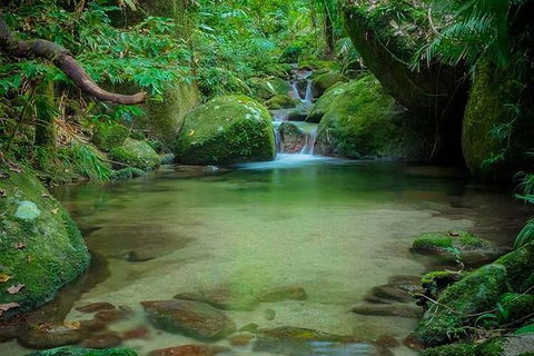 SHUTTLE - Mossman Gorge & Cooya Beach From Port Douglas (Return Transfer) - Yamba Accommodation 2