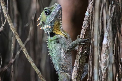 Mossman Gorge Adventure Day - Yamba Accommodation 3