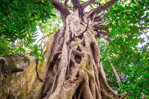 Mossman Gorge Adventure Day - Yamba Accommodation 5