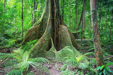 Mossman Gorge Adventure Day - Yamba Accommodation 1