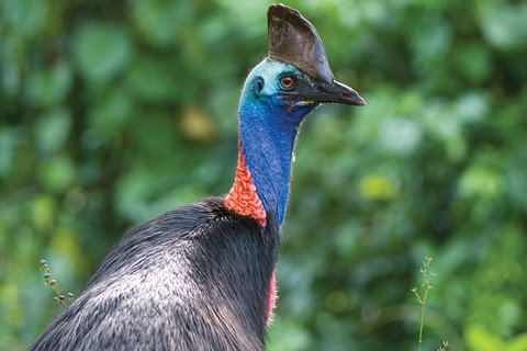 5 Day Australia Retreat: Queensland Daintree - Yamba Accommodation 1