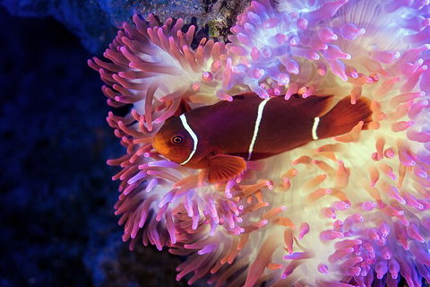 Cairns Aquarium Tour By Twilight With Drink And Appetiser - Yamba Accommodation 2