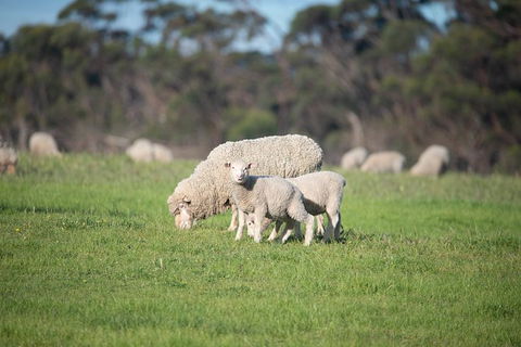 Fine Flavours - Full Day Kangaroo Island Food & Wine Tour - Yamba Accommodation 9