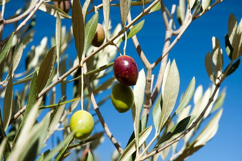 Fine Flavours - Full Day Kangaroo Island Food & Wine Tour - Yamba Accommodation 3