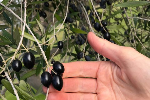 Fine Flavours - Full Day Kangaroo Island Food & Wine Tour - Yamba Accommodation 4