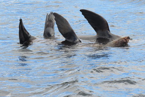 Derwent River Day Sail From Sullivan Cove And Return - Yamba Accommodation 5