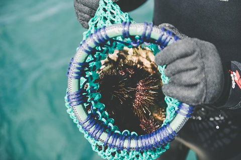 Deep-to-Dish: Tasmanian Seafood Experience - Morning Tour - Yamba Accommodation 6