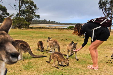 4-Day Fabulous Tasmania Tour: Wineglass Bay, Port Arthur, Devils & Bruny Island - Yamba Accommodation 5