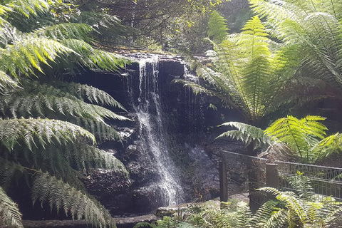 Mt. Wellington Morning Hike + Afternoon Beer & History Walk - Yamba Accommodation 16