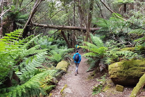 Mt. Wellington Morning Hike + Afternoon Beer & History Walk - Yamba Accommodation 7